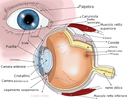 Orbita Oculare