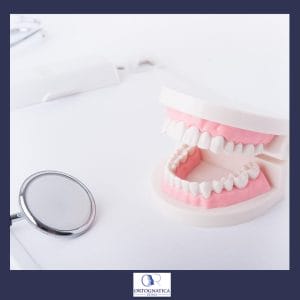 Morso Incrociato adulti